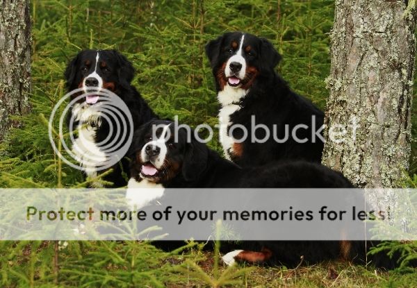 photo ad97739a-bf90-4d9c-85a6-ae7715b8ee3a_zps6cprtwro.jpg