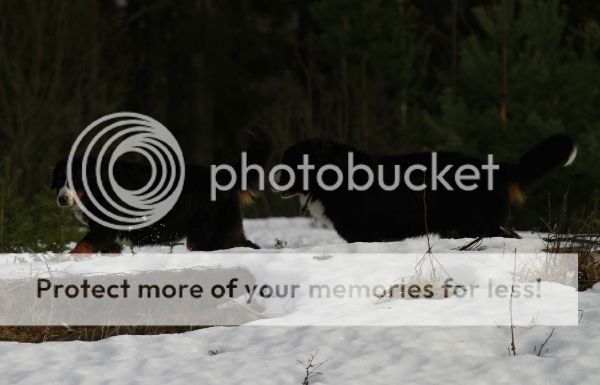 photo db037f21-e939-45d9-a123-f0e1401a2bdc_zpsea2tehl1.jpg