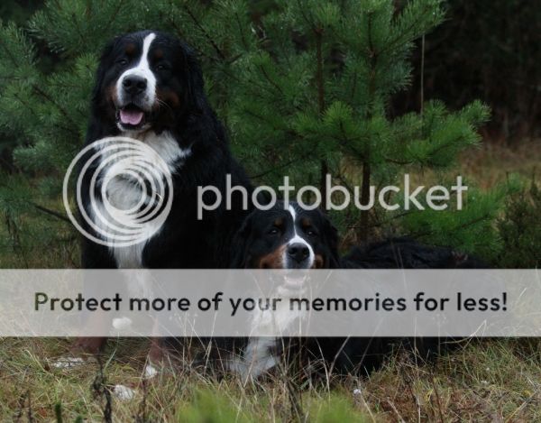 photo
c1464f58-bb9b-4aba-9a4e-6bb8884182fa_zps22d3a1c4.jpg