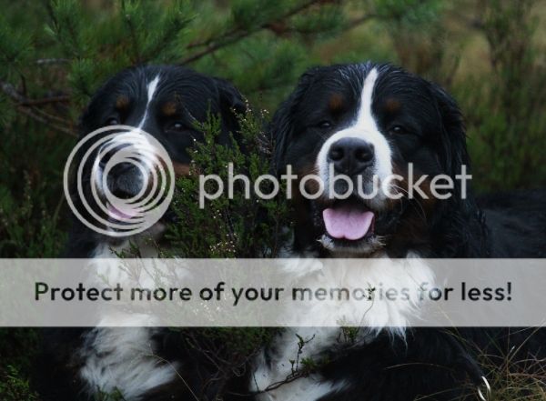 photo e3af4a4b-54bb-4982-ac20-10e3ae3e555b_zps91b7fe78.jpg