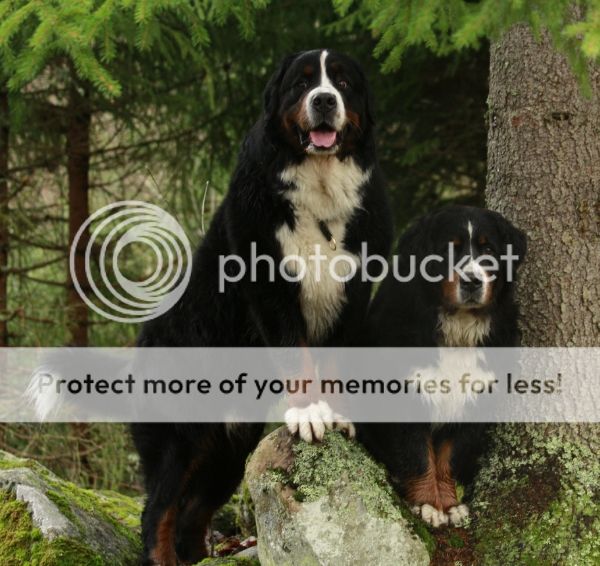 photo adbb5782-be58-4f56-b858-908393350299_zps7da86de9.jpg