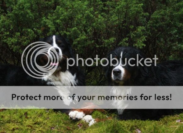 photo 65412fc2-e2e6-421f-9f34-0aa31c3102ce_zps8e753593.jpg