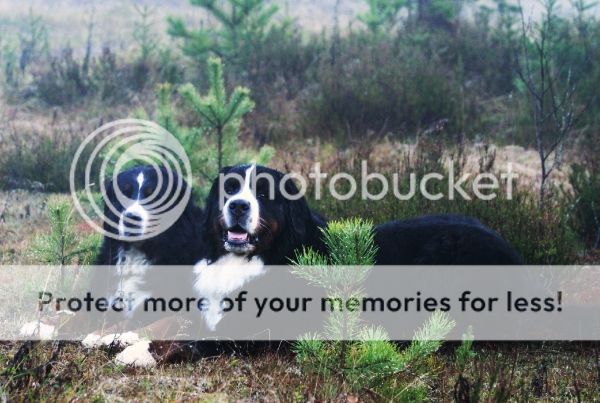 photo cb18bd09-a249-4bc8-8c0a-df8cf65e9a62_zps73cc9147.jpg