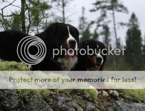 photo e4a58665-9f44-441c-aa99-a188dc4510f6_zpsc6ba3a64.jpg