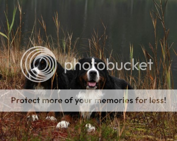photo eacc8ebe-61a3-44de-a92c-f815cd4ef858_zps2564450f.jpg