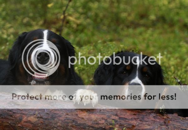 photo f68353d8-68ed-465e-b0cd-840ae09db261_zps69f198fa.jpg