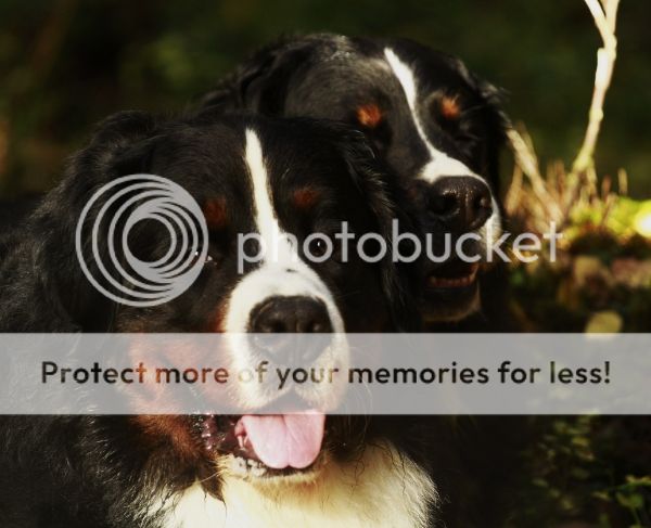 photo f7d18f24-21e8-46db-8e67-5d988687d506_zpsbb9c7638.jpg