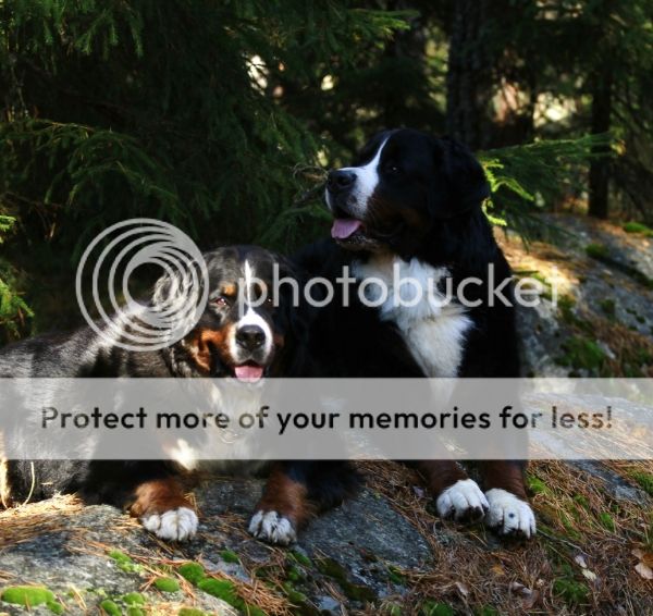 photo e1384bc2-4e6d-4eab-b41a-506be6cfca55_zps9bcf1c62.jpg