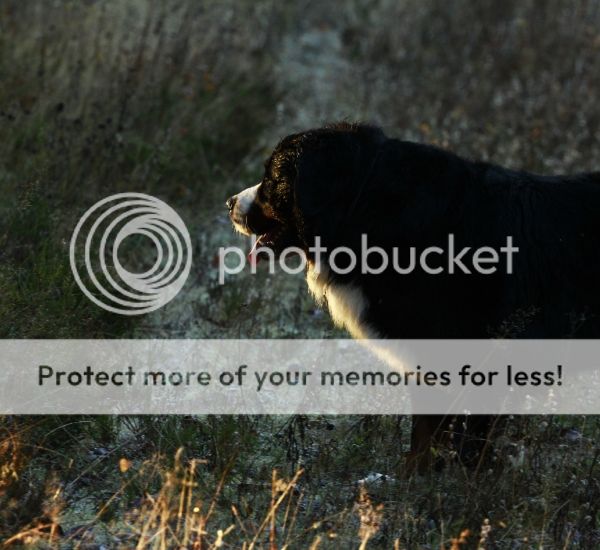 photo 84c72363-5e2f-4084-b32a-c76402a2671f_zps934d41ff.jpg
