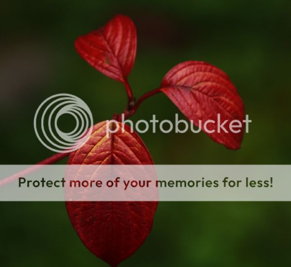 photo 062b4b11-0b15-4cd6-a377-8341d72a71fa_zps8b5ab335.jpg