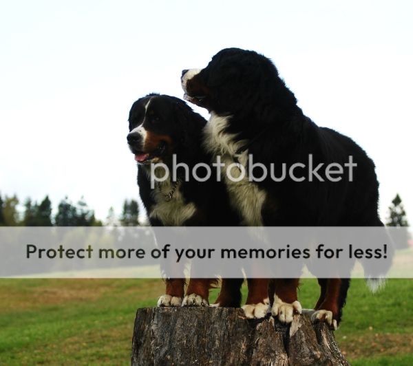 photo 4f4e32b9-f221-41d0-acc9-ef80d86c264f_zps7cc3f0a0.jpg