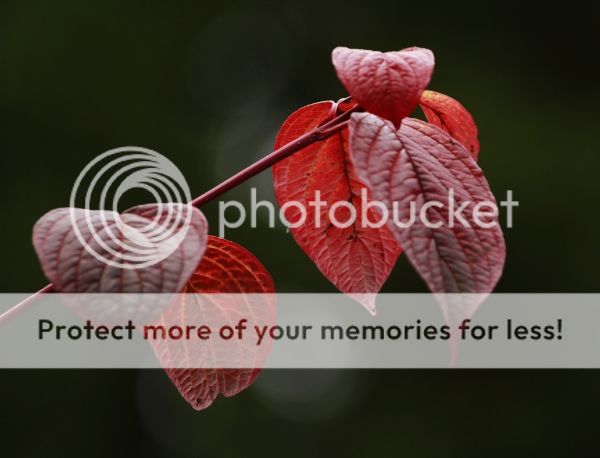 photo 66f04d33-0030-46f2-b042-67ed556dd247_zps95acee8a.jpg