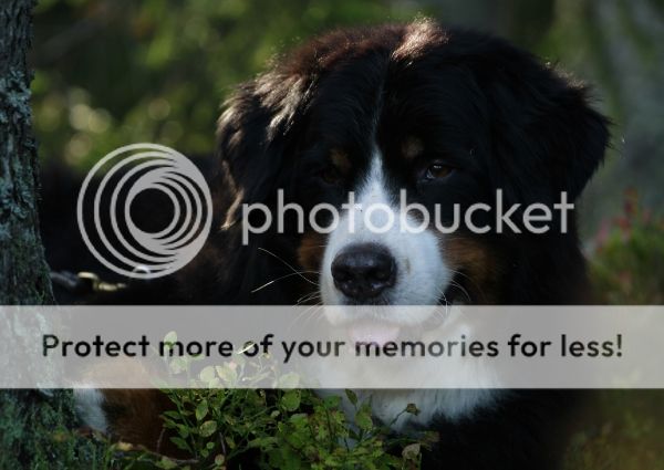 photo a0c5e51f-1946-409d-8556-5f9d7809da07_zps32e65267.jpg