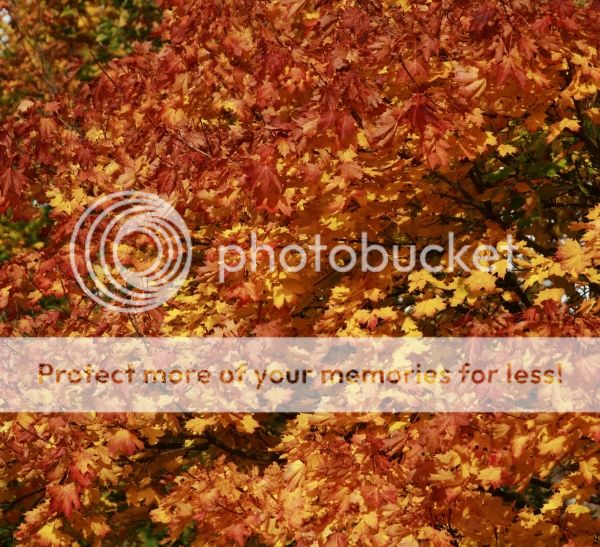 photo 1e40c971-b5bd-435e-bd9a-0aea2eafa367_zps944741a5.jpg