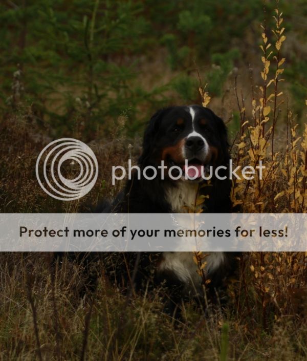 photo 65b0a79a-139e-4943-a1e5-f3ea39742e37_zps78b87ce8.jpg