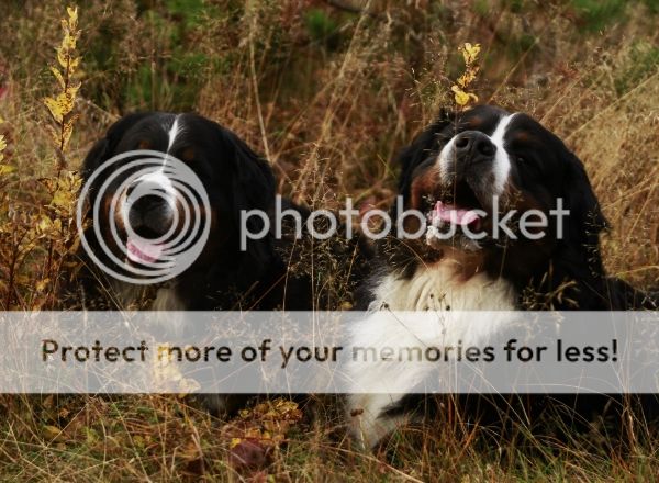 photo 861e20a9-b11a-487b-ad76-41b0f6d2e662_zps2c2b0b68.jpg