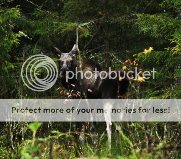 photo c9b0a7bd-4469-48a6-96cf-1141e40dd34f_zps6902fe5d.jpg