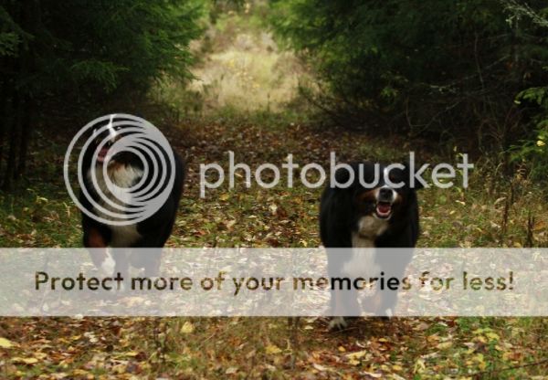 photo fa421e01-32d4-41d5-b9ad-386803be1197_zpsb8af8427.jpg