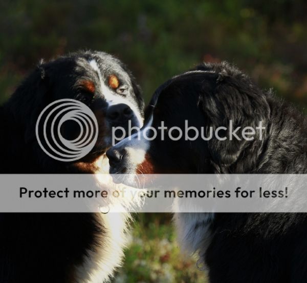 photo 6f34e682-7e6a-408a-918a-8f18e80c4d67_zps0043df0c.jpg