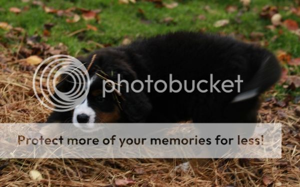 photo dc26b99a-ad8f-4524-8b4a-2864335444b1_zps1a8d9237.jpg