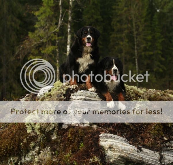 photo b5b4d8ec-76dd-43b7-8436-5b13c3fb03f1_zps7c6fe380.jpg