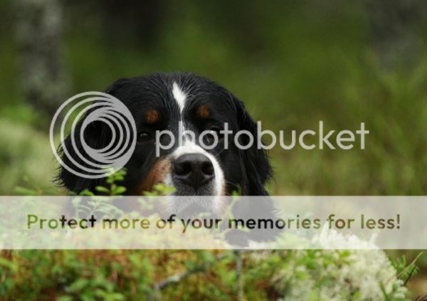 photo 4c094be7-3e59-45b0-b1fd-24ec0876c09e_zpsb571f990.jpg