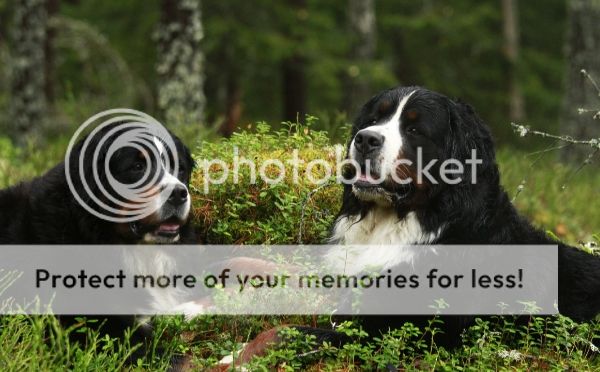 photo e6c506e6-3c56-417a-a0be-6a3824d37ae4_zps667212c0.jpg