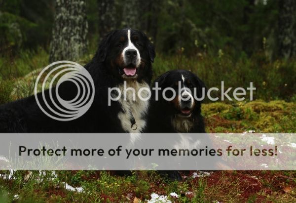 photo fb21fa6c-41be-4e87-97ec-7e47db45e3c4_zpsfa152915.jpg
