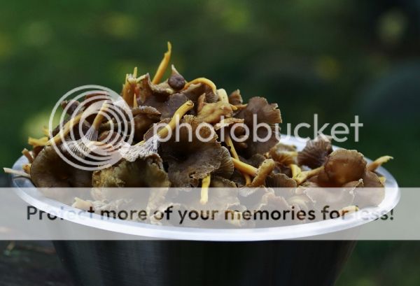 photo b75acdcd-6f12-4ae0-9732-7b337c838f36_zpsc4e8ff27.jpg