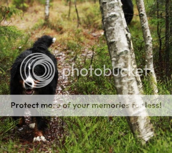 photo 717f6ae8-48e4-470d-b24c-4b11ec69fb9f_zpsdf04f544.jpg
