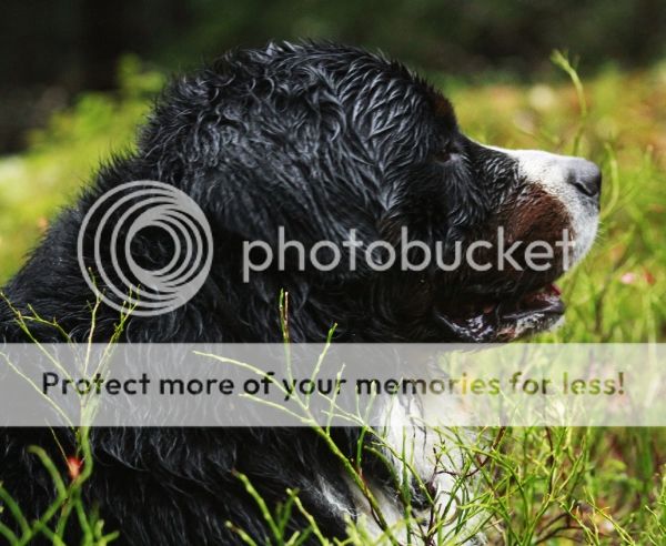 photo 77332336-05d0-4d12-b9d9-0e5cd8bbb369_zpsbaa01d7c.jpg