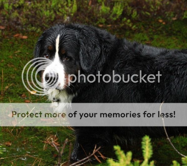 photo 88ffa3cd-aa41-41dc-83a4-4becf5b7acc4_zps4ec99ac9.jpg