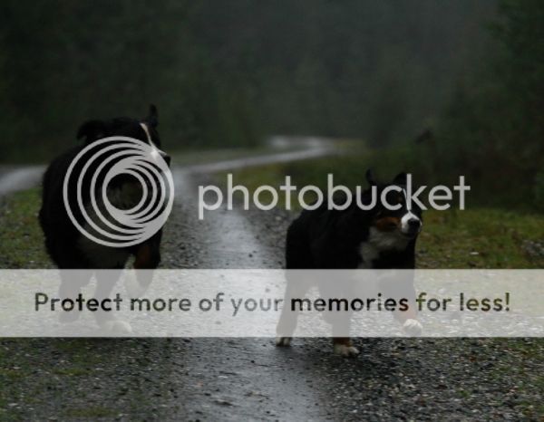photo d3bfb59f-8962-4640-bb64-f73997f23987_zps370072de.jpg