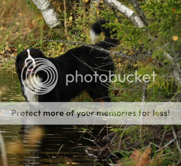photo 3a48028d-35b0-41d7-99e8-60d19c8b41af_zpse3200ca4.jpg