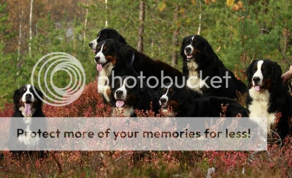 photo 8df41498-6a9a-4597-81e4-c265bd7ab86d_zps8d13ad0b.jpg