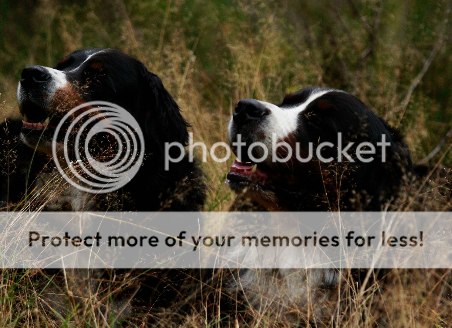 photo 009_zpsb76cc7e8.jpg