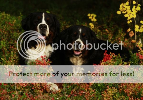 photo ad161a69-f4e3-4ff2-a0e6-5a76c9fa417a_zps7a0b372e.jpg
