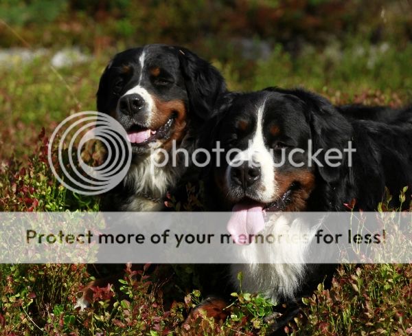 photo b61295d6-cf6d-468f-8ef4-14c842c207db_zps2a619a38.jpg