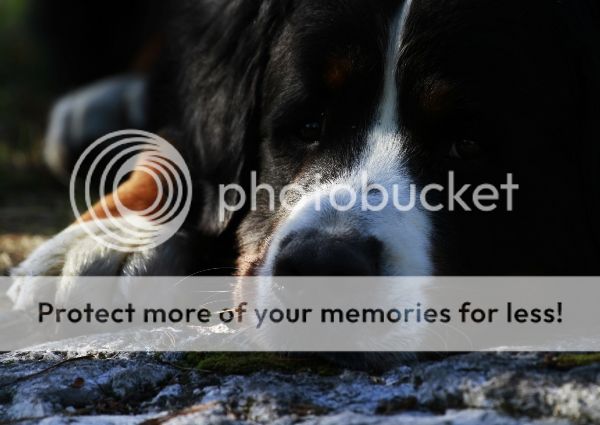 photo bafb99bb-99f1-41e8-8f4b-c982264082a0_zps1df42717.jpg