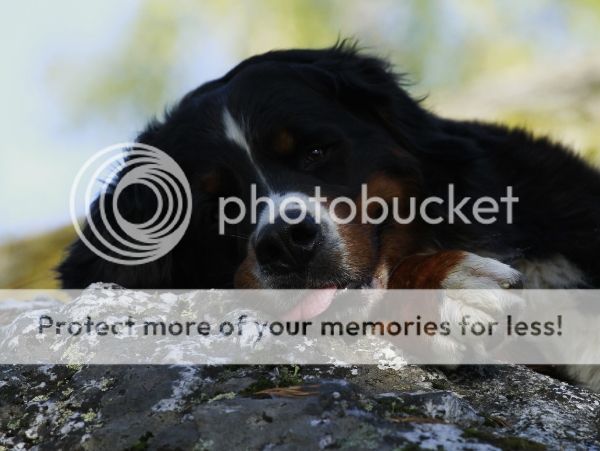 photo e27b4510-d471-407e-a14e-538c4eafd56e_zps084418b6.jpg