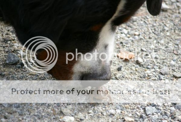 photo b580510b-1a76-4377-96b7-566fc65bc528_zps76115e21.jpg