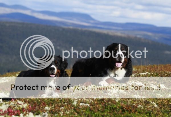photo 2a535d2c-f875-4581-b4ca-190e4bd3d70c_zps8fe315b4.jpg