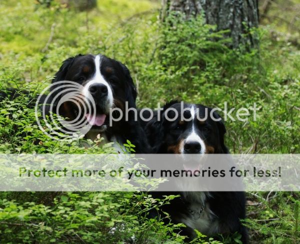 photo 543371eb-be4e-4f53-a2ac-b00e6b8f0bea_zps86b8d29b.jpg