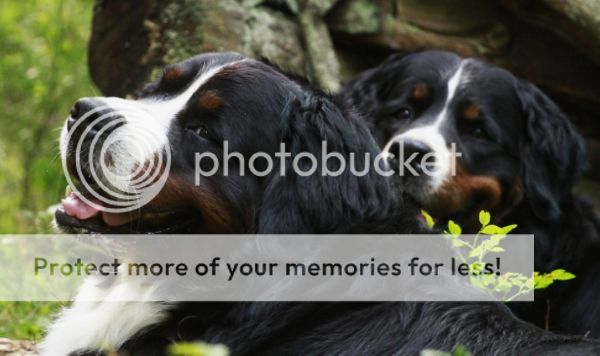 photo ad2046b2-c1d3-4fcd-8f64-09d7950e5e17_zps2f2a0237.jpg