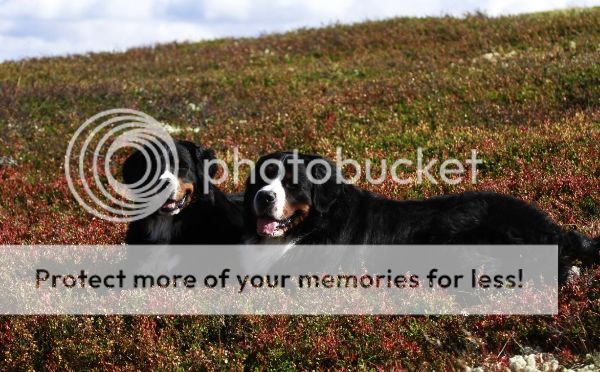 photo 4d914be7-0525-4ffc-97f6-20ed70068bad_zps5f7ad2ae.jpg