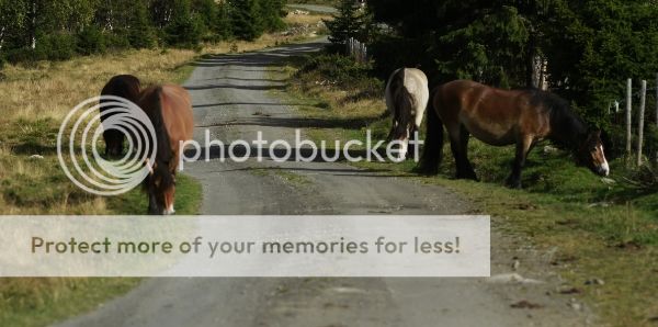 photo 946f1fd1-9bd0-4890-9e9a-28a826c25a8f_zpsffed3943.jpg