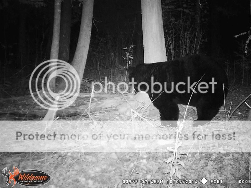 How Much Does This Black Bear Weigh? How big? 24hourcampfire